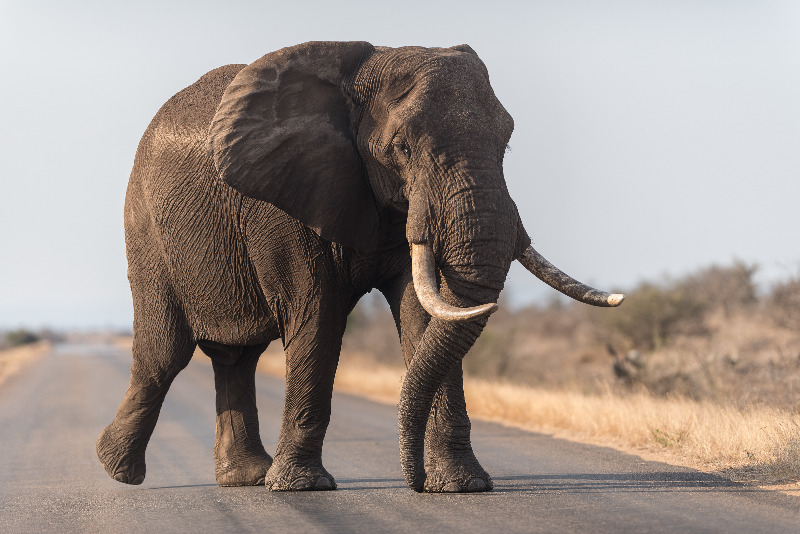 Ein afrikanischer Elefantenbulle überquert eine Straße in der Steppe.