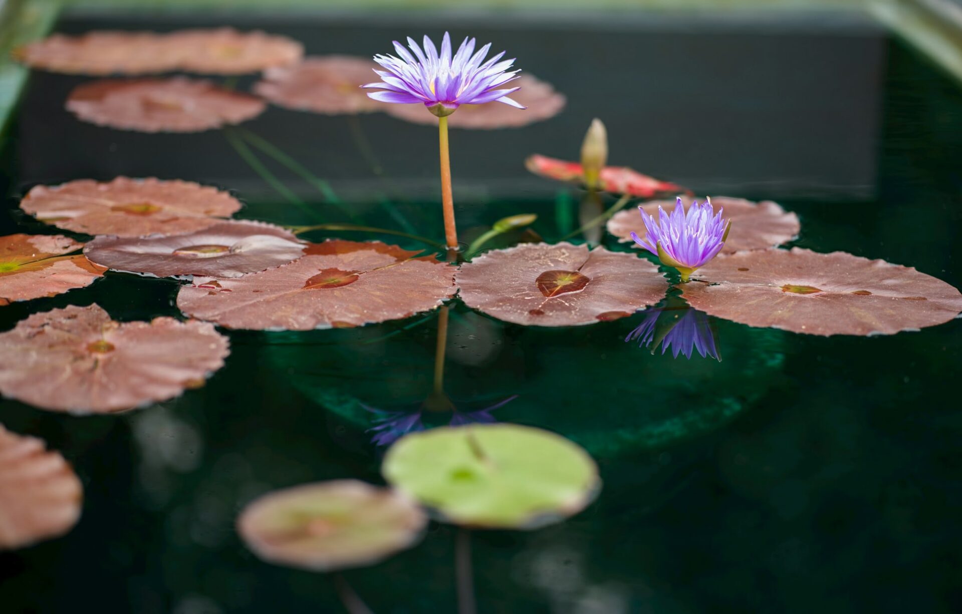 Lila Seerosen auf grünem Wasser